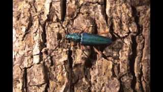 Green longhorn beetle [upl. by Suolekcin]