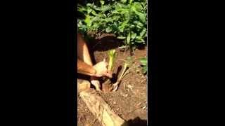 How To Plant a Crinum Lily Bulb wwwJenksFarmercom [upl. by Kirre]