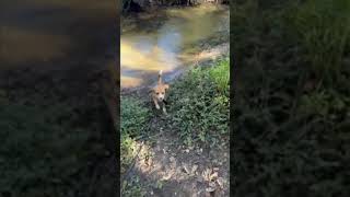 Beagles weekends beagle beaglemania funny doglover cute pets [upl. by Travus348]