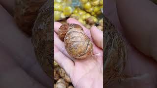 chestnut seed box of chestnut shortviralyt shortvideo [upl. by Glenn282]