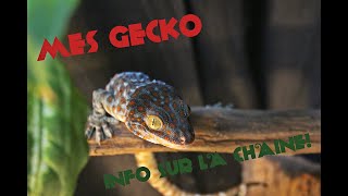 SUIVIS DE MES GECKO TOKAY  INFORMATION [upl. by Coopersmith]