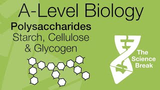 AQA ALevel Biology Polysaccharides  Starch Glycogen amp Cellulose  Quick Revision [upl. by Lirbaj283]