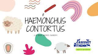 Haemonchus contortus  Tema 7 [upl. by Ojahtnamas]