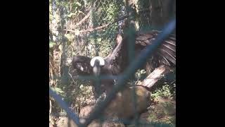 •°Weltvogelpark Walsrode•° ANDEN CONDOR DAME IN LOVE💞 [upl. by Radley]