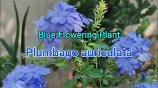 Blue PlumbagoPlumbago auriculata How to Plant guide [upl. by Ayahs10]