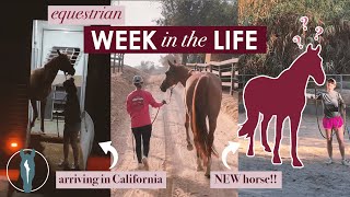 Equestrian Week in the Life With TWO Horses  The Horses Arrive in California  Equitation Station [upl. by Alyac]