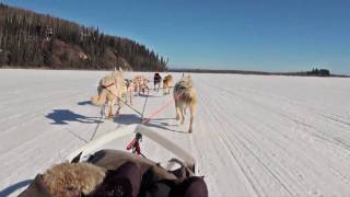 Dog Sledding  Mushing in Fairbanks Alaska [upl. by Annohs]