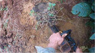 Remove tree stumps to facilitate farm care using a saw to cut them so they dont grow back episode 2 [upl. by Ynnel]