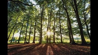 Severn Treescapes  The benefits of trees to farming webinar [upl. by Favianus979]