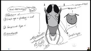 Phylum Arthropoda part 2 for CEEIOMNEET BY kamal nepal sir [upl. by Nanor229]