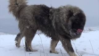 BEST ORIGINAL CAUCASIAN SHEPHERD OVCHARKA DOG [upl. by Ginsburg]