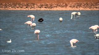 Black Flamingo [upl. by Hinckley951]