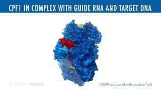 Cpf1 in Complex with Guide RNA and Target DNA [upl. by Cayla]