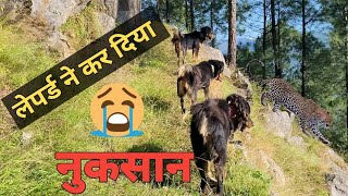 Bhotia dogs ll leopard attack ll bharatkdogs [upl. by Mohammad]