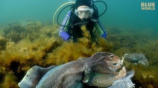 Giant Australian Cuttlefish Theyre almost as big as my kids [upl. by Tarkany]