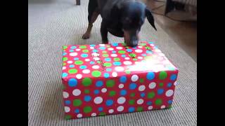 Crusoe Opens Gifts on Christmas Morning [upl. by Nuy]