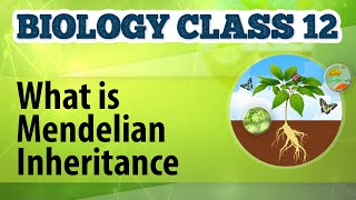 What Is Mendelian Inheritance  Genetic Basis of Inheritance  Biology Class 12 [upl. by Atalaya762]