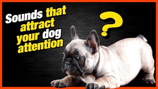 Attract Your Dog Attention Sounds dogs love [upl. by Cinelli246]