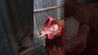 the poultry resparatory cronic diseases [upl. by Nhguavoj]