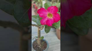 adeniumdesertroseCaring for Adenium The Ultimate Guide to Desert Rose Plants [upl. by Tohcnarf]