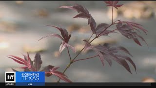 Gardening 101 The beautiful Japanese Red Maple [upl. by Redfield181]