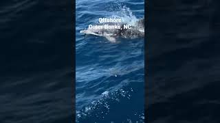 Dolphin Swimming with Charter Boat  NC Offshore [upl. by Pius]