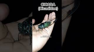 Cicada Sounds The Noisy singer Of Summer shorts shortvideo animals cicada [upl. by Adalard]