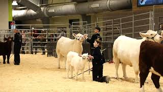 2024 CFISD Livestock ShowCattle [upl. by Rebah]