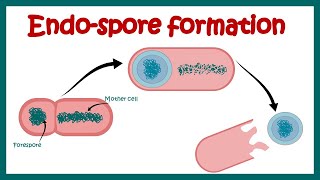 Endospore formation in bacteria  Structure of endospore  endospore forming pathogenic bacteria [upl. by Tterab]