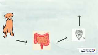 Lec15  Echinococcus granulosus  Hydatid Cyst  Life cycle  Cinical finding  Lab diagnosis Eng [upl. by Previdi]