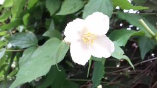 Fleurs de seringat philadelphus coronarius [upl. by Llehsem]