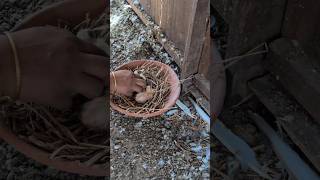 How I Made a Nest for Baby Pigeons [upl. by Mcmaster]