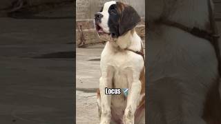 Gaint Dog Saint Bernard explore doglover gsdofig puppy gsd blackgerman dogoargintino bully [upl. by Felipe]