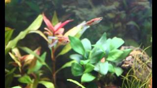 Gesellschaftsbecken 125l  Guppys Endlers Guppys Neonsalmler [upl. by Sennahoj]