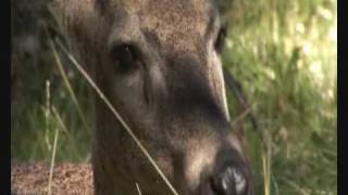 GRAN DOCUMENTAL quotPATAGONIA CHILENA SIN REPRESASquot Capítulo 1 de 5 [upl. by Meletius482]