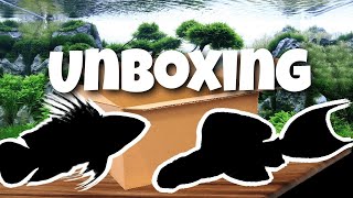 UNBOXING de POISSONS amazoniens [upl. by Kulda276]