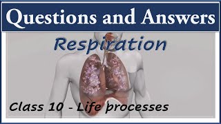 Respiration Important questions Life processes Ncert class 10 Biology Science cbse syllabus [upl. by Jeniffer697]