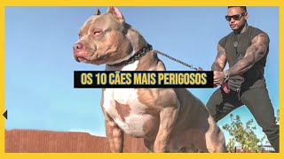 Os 10 Cães Mais Perigosos do Mundo [upl. by Assiram]