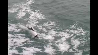 Commersons dolphin [upl. by Messere]