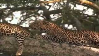 THE LEOPARDS SON 3 of 8 FULL DOCUMENTARY [upl. by Curley685]