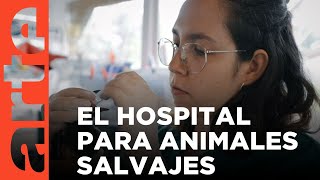 Madrid un hospital para animales salvajes  ARTEtv Documentales [upl. by Lizette]