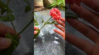 Try growing roses with aloe vera in water shorts rose aloevera [upl. by Ylatfen]