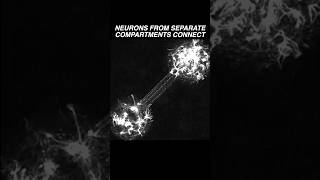 Neurons in two different compartments extend their neurites amp establish a connection neuroscience [upl. by Alpert]