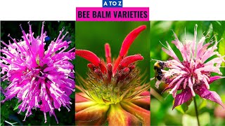 Bee Balm Varieties A to Z [upl. by Almeta]