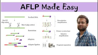 AFLP marker What is it how it works Advantages and Disadvantages [upl. by Marthe181]