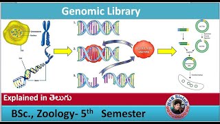 DNA Libraries Genomic Library  Genetic engineering  HSR Bioinfo [upl. by Nivk]