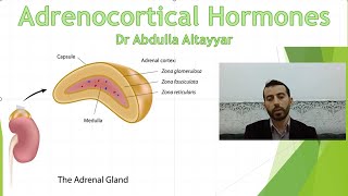 Adrenocortical hormone Physiology محاضرة الجزء الاول [upl. by Siocnarf437]