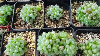 Chăm sóc và nhân giống haworthia cooperi  haworthia cooperi propagation  haworthia cooperi care [upl. by Sullivan985]