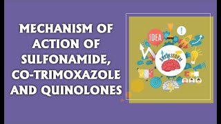 DIGESTER14  MOA OF SULFONAMIDE COTRIMOXAZOLE AND QUINOLONES  PHARMACOLOGY GPAT  NIPER [upl. by Kubiak882]