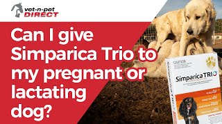 Can I give Simparica Trio to my pregnant or lactating bitches [upl. by Hintze107]